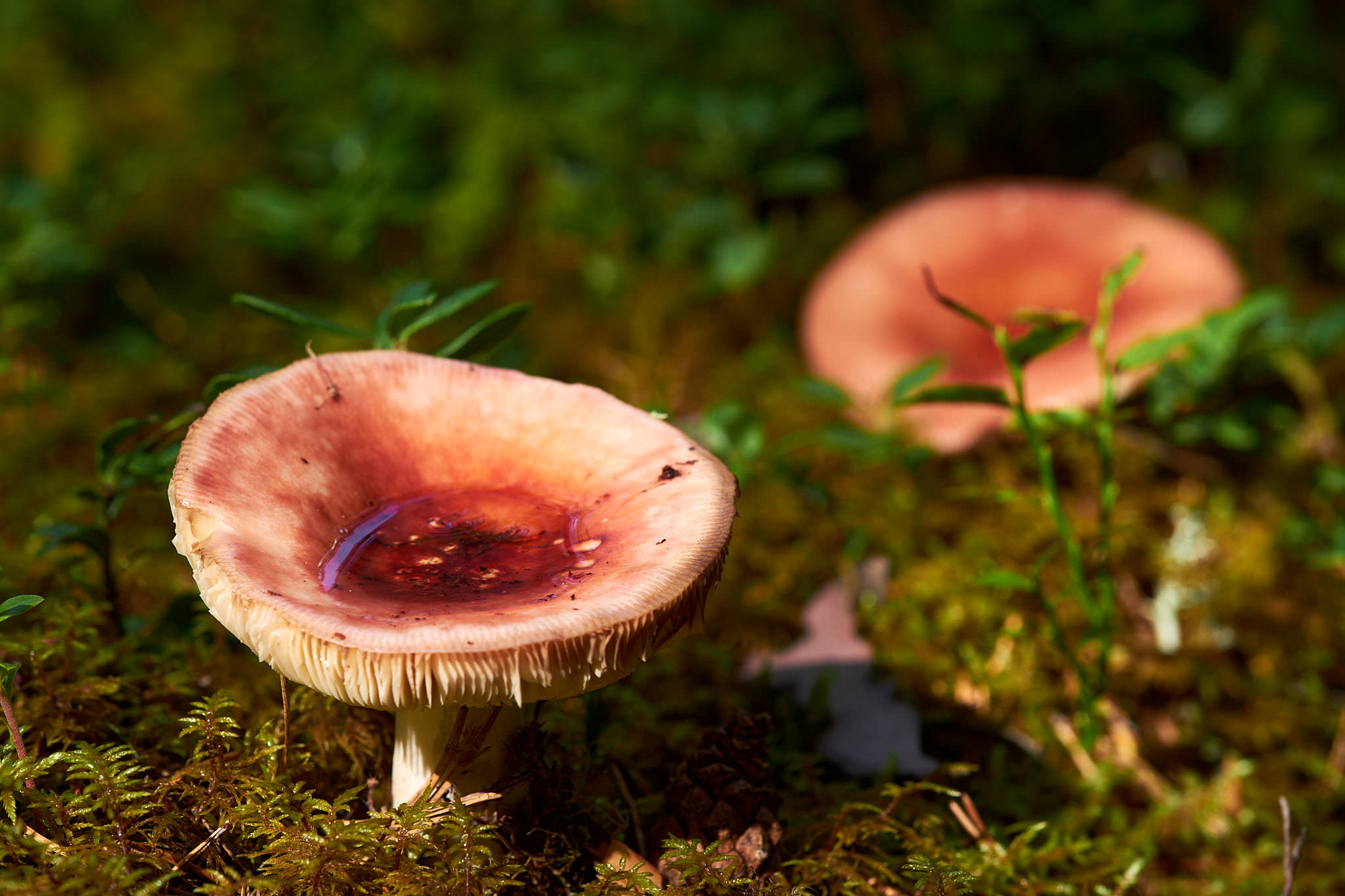 Schweden / Sweden